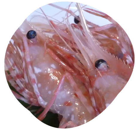 牡丹エビ