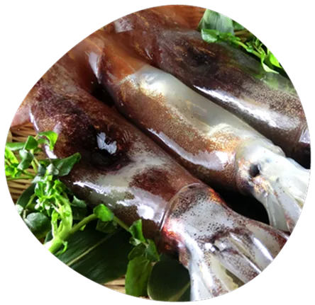 squid